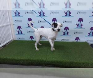 American Bulldog Dogs for adoption in Orlando, FL, USA