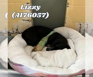 American Pit Bull Terrier Dogs for adoption in Tulsa, OK, USA