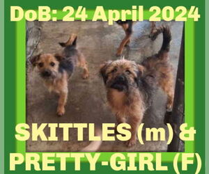 Mutt Dogs for adoption in Sebec, ME, USA