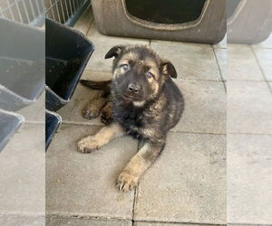 German Shepherd Dog-Unknown Mix Dogs for adoption in Brewster, NY, USA