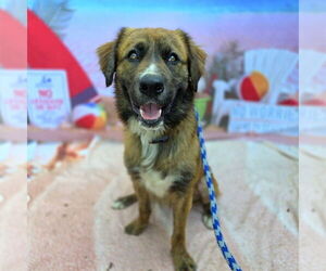 Golden Shepherd Dogs for adoption in Long Beach, CA, USA