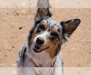 Australian Shepherd Dogs for adoption in Chandler, AZ, USA