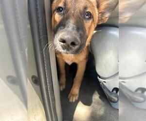 German Shepherd Dog Dogs for adoption in Stockton, CA, USA
