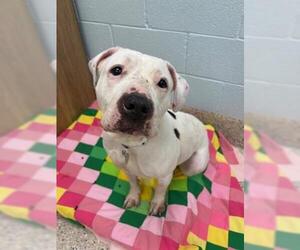 American Pit Bull Terrier Dogs for adoption in Brighton, CO, USA