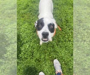 American Pit Bull Terrier-Unknown Mix Dogs for adoption in Louisville, KY, USA