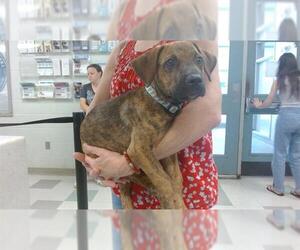 American Pit Bull Terrier-Unknown Mix Dogs for adoption in Oklahoma City, OK, USA