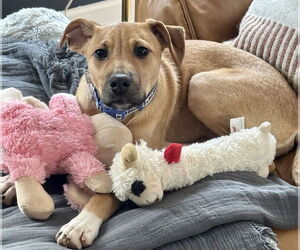 Black Mouth Cur-Unknown Mix Dogs for adoption in Jefferson, NJ, USA