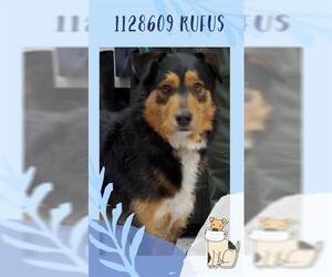 Collie Dogs for adoption in Henderson, NV, USA