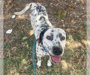 Dalmatian Dogs for adoption in Waco, TX, USA