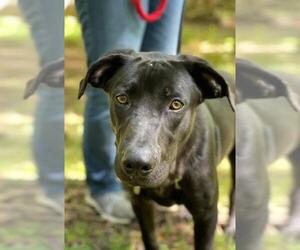 Labrador Retriever Dogs for adoption in Athens, AL, USA