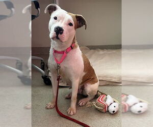 Staffordshire Bull Terrier-Unknown Mix Dogs for adoption in Dedham, MA, USA