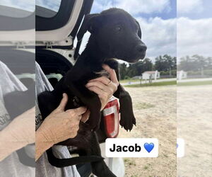 Labrador Retriever-Unknown Mix Dogs for adoption in Brewster, NY, USA