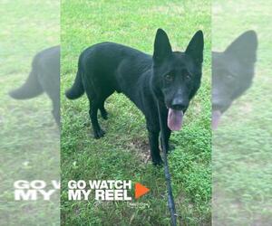 German Shepherd Dog Dogs for adoption in Forestville, MD, USA