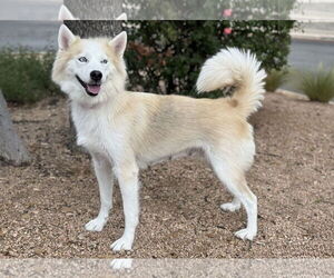 Huskies -Unknown Mix Dogs for adoption in PIPE CREEK, TX, USA