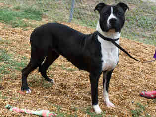 Bullboxer Pit Dogs for adoption in Augusta, GA, USA