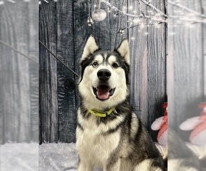 Siberian Husky Dogs for adoption in Henderson, NV, USA