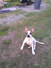 Mutt Dogs for adoption in Oviedo, FL, USA