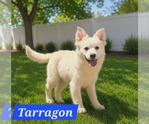 Australian Shepherd-Unknown Mix Dogs for adoption in Minneapolis, MN, USA