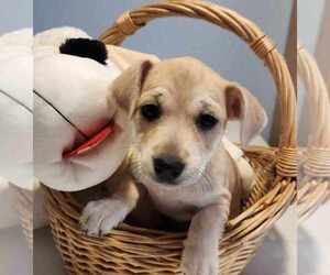 Chihuahua-Unknown Mix Dogs for adoption in Phoenix, AZ, USA