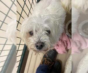 Maltese Dogs for adoption in Yreka, CA, USA