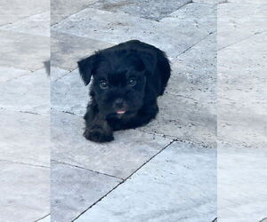 Mutt Dogs for adoption in miami, FL, USA