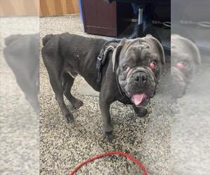 French Bulldog-Unknown Mix Dogs for adoption in Tracy, CA, USA