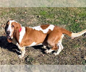Basset Hound Dogs for adoption in Deepwater, NJ, USA