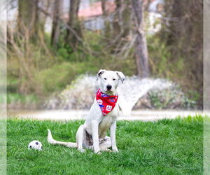 Labrador Retriever-Unknown Mix Dogs for adoption in Unionville, PA, USA
