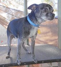 Chug Dogs for adoption in Glendale , AZ, USA