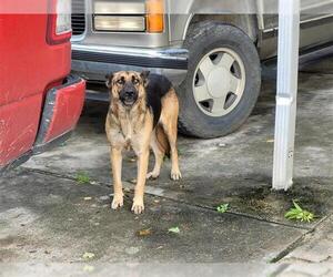 German Shepherd Dog Dogs for adoption in Houston, TX, USA