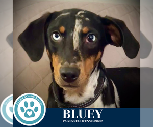 Mutt Dogs for adoption in Kimberton, PA, USA