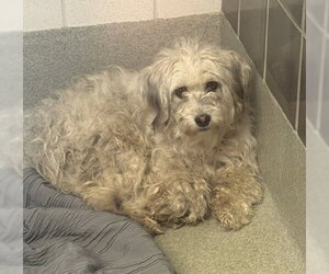 Poodle (Miniature)-Unknown Mix Dogs for adoption in San Martin, CA, USA