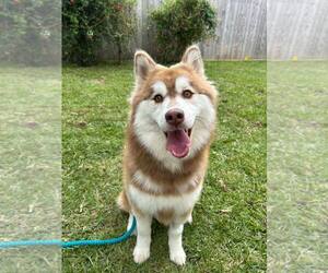 Siberian Husky Dogs for adoption in Carrollton, TX, USA