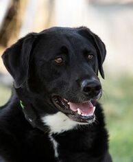 Borador Dogs for adoption in Sandy, UT, USA