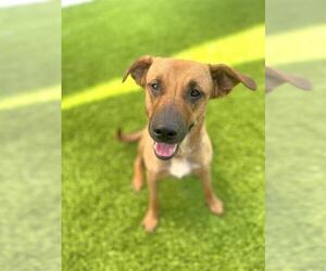 Black Mouth Cur-Unknown Mix Dogs for adoption in Naples, FL, USA