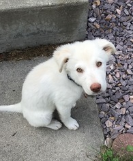 Sheprador Dogs for adoption in Mankato, MN, USA