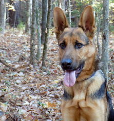 German Shepherd Dog Dogs for adoption in York, SC, USA