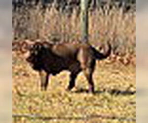 Labrador Retriever Dogs for adoption in Monterey, VA, USA