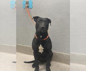 American Pit Bull Terrier-Unknown Mix Dogs for adoption in Las Vegas, NV, USA