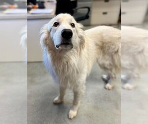 Great Pyrenees Dogs for adoption in Stockton, CA, USA