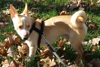 Chi-Corgi Dogs for adoption in Cary, NC, USA