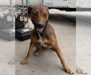 German Shepherd Dog-Unknown Mix Dogs for adoption in Bakersfield, CA, USA