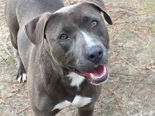 American Staffordshire Terrier-Unknown Mix Dogs for adoption in Laurinburg, NC, USA