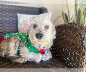 Mutt Dogs for adoption in  Ramona, CA, USA