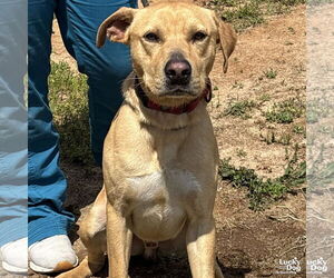 Labrador Retriever-Retriever Mix Dogs for adoption in Washington, DC, USA