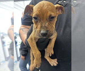 American Pit Bull Terrier-German Shepherd Dog Mix Dogs for adoption in San Bernardino, CA, USA