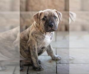 Staffordshire Bull Terrier-Unknown Mix Dogs for adoption in Belleville, IL, USA