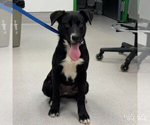 Border Collie-Retriever  Mix Dogs for adoption in Washington, DC, USA