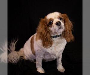 Cavalier King Charles Spaniel Dogs for adoption in Hot Springs Village, AR, USA