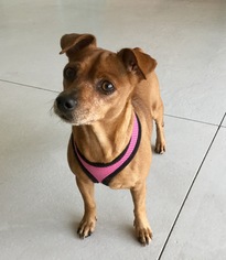 Chipin Dogs for adoption in Bradenton, FL, USA